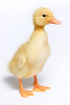 File:Duckling - domestic duck.jpg - Wikipedia, the free encyclopedia