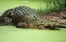 Saltwater Crocodiles, Crocodylus porosus at MarineBio.