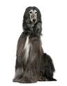 Afghan Hound Information, Facts, Pictures, Training and Grooming