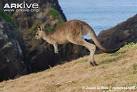 ARKive - Eastern grey kangaroo videos, photos and facts - Macropus ...