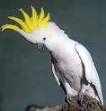 Endangered Cockatoo ~ Science Blog