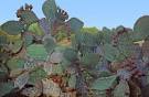  South Texas Cactus Photograph by Wendell Baggett - South Texas ... 