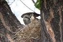 Tags: feces (74) , western (0) , verticalis (0) , nest (0) , nestling (0) - via Daymix