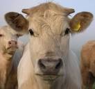 Cattle rustling: The tradition lives on « The Cotton Boll Conspiracy