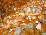 Dark Yellow Vug Crystals, - via Daymix
