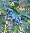 <b>Vaccinium</b> corymbosum