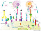 for various <b>immunotoxins</b>.