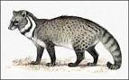 Civet Cat (Civettictis Civetta) | Wholesale Essential Oils ...