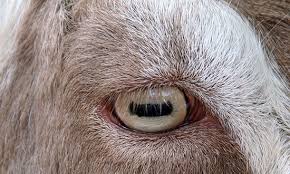 images?q=tbn:ANd9GcSG8nx_7om7L24UoCCBvgzUX9nQtb18u_VwgU0QwfE0ps6rR8Pg