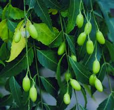 LỜI NÓI ĐẦU về cây NEEM cuả tiến sĩ Mitchell A. Fleisher