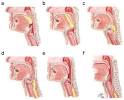 Figure 2 | Oral, pharyngeal and esophageal motor function in aging ...