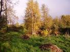 field mice, shrews, voles, - via Daymix