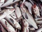 Alaska pollock | Greenpeace International
