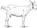 Goat coloring page