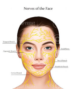 Facial Nerves Anatomy Poster Dermatology Digital Download ...