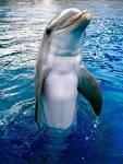 Delfines