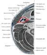 Carotid sheath - Wikipedia, the free encyclopedia