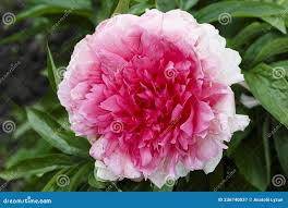 Image result for "Rosa lactiflora"
