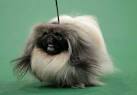 TOP BLACK COCKER SPANIEL TOPPLED AT WESTMINSTER - seattlepi.