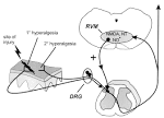 Supraspinal contributions to hyperalgesia