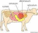 abomasum - Images