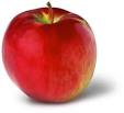 NY Apple Country Cortland Apple