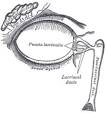 <b>Lacrimal apparatus</b>