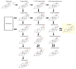 synthesis <b>estrogen</b> chart All