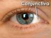 <b>Conjunctiva</b>