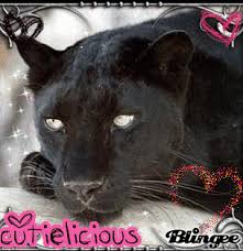 black panther love!!! Picture #114822298 | Blingee. - 637589150_672367