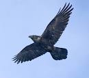 But this single raven had a