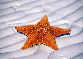 L'étoile de mer. Images?q=tbn:ANd9GcSHOO_nsvYMc8LXm4dfa0Y1VzTvO5lqYISnx7OSu89Vw8Ik7XUZ