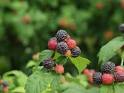 A Great Way to Complement Weight Loss — RASPBERRY KETONE | East ...