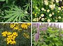 70 Extremely Exotic Plants, Flowers, Forests & Trees | WebEcoist