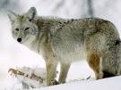 Coyotes, Coyote Pictures, Coyote Facts - National Geographic