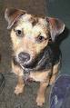 Black and Tan Terrier - Wikipedia, the free encyclopedia