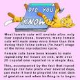 The Cat Gestation Period - How Long Are Cats Pregnant For?