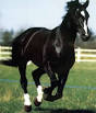 Danish Warmblood Breed Description - The Furry Critter Network