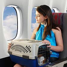 Traveling with your pet 