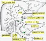 <b>biliary tract</b>