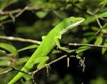 File:Carolina Anole.jpg - Wikipedia, the free encyclopedia