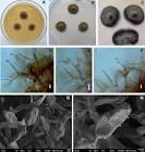 10-d colonies on MEA (A),