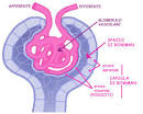 glomerulo