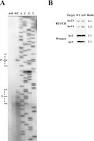 Polarity Effects in the Lactose Operon of Escherichia coli 10.1016 ... 