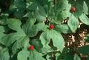 Sunshine Farm and Gardens: Glick Pick Archives: Hydrastis canadensis