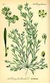 <b>Molluginaceae</b>