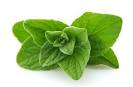 oregano
