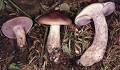 Agaricomycetes
