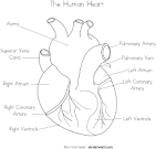 Human Heart Coloring Page