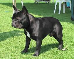 Roux